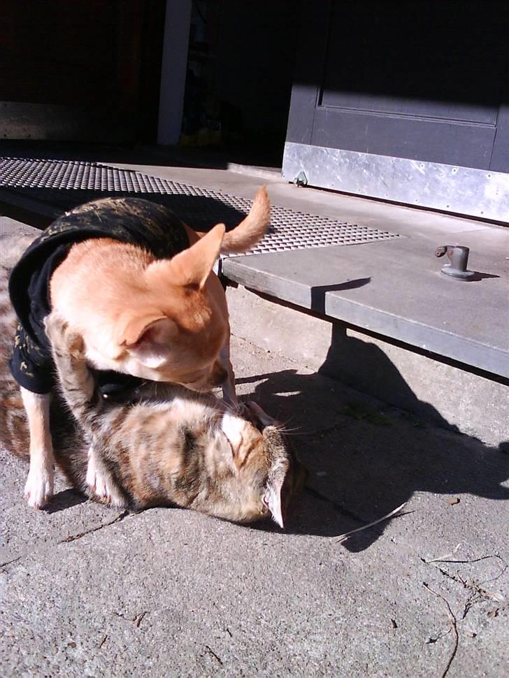 Blanding af racer Sommer *RIP* - nogle gange må man også lade de små tro at de har en chance for at vinde ;) billede 6