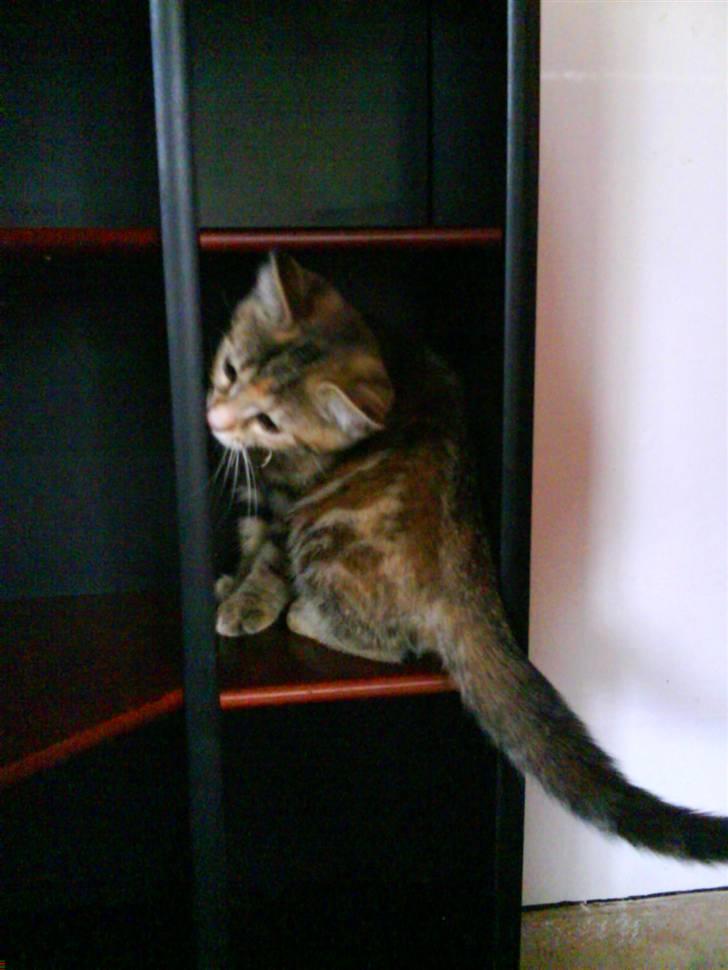 Blanding af racer Sommer *RIP* - første dag i mit nye hjem :) billede 7