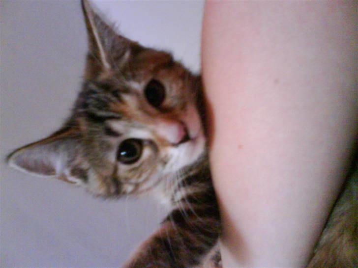 Blanding af racer Sommer *RIP* billede 8