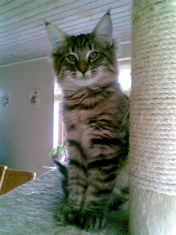 Norsk Skovkat Pelle Haleløs - 3/10 08 billede 10