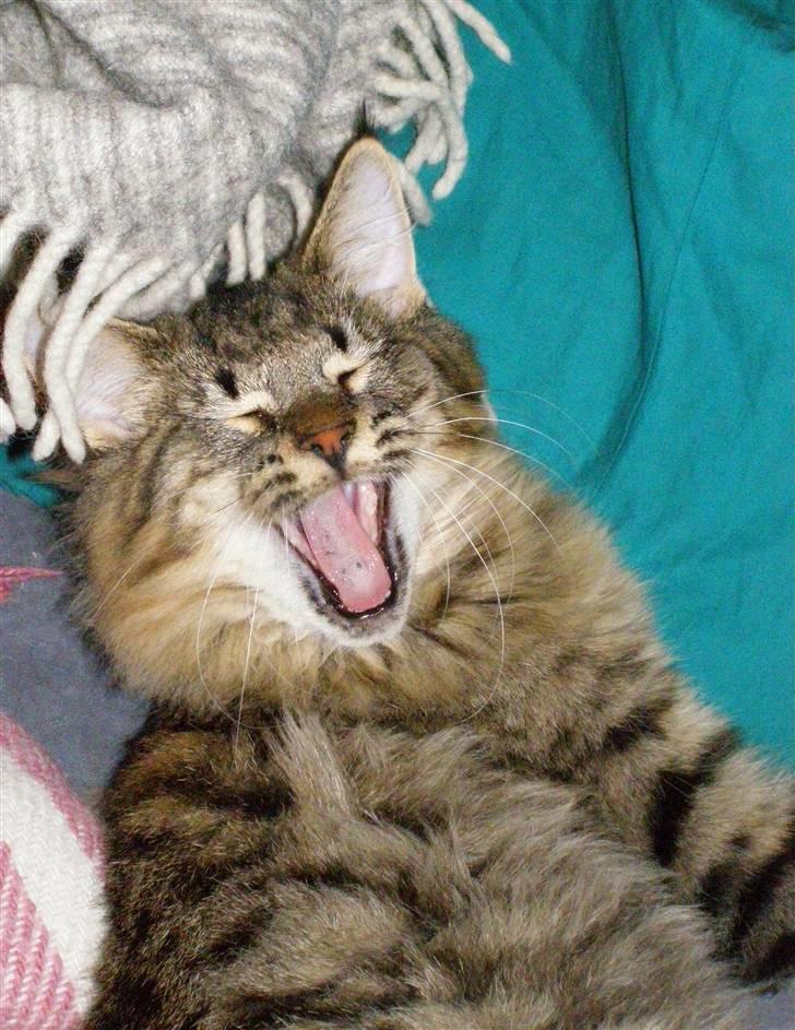 Norsk Skovkat Pelle Haleløs - 17/11 08 Gabbbbb, det er hårdt at ligge her  billede 11