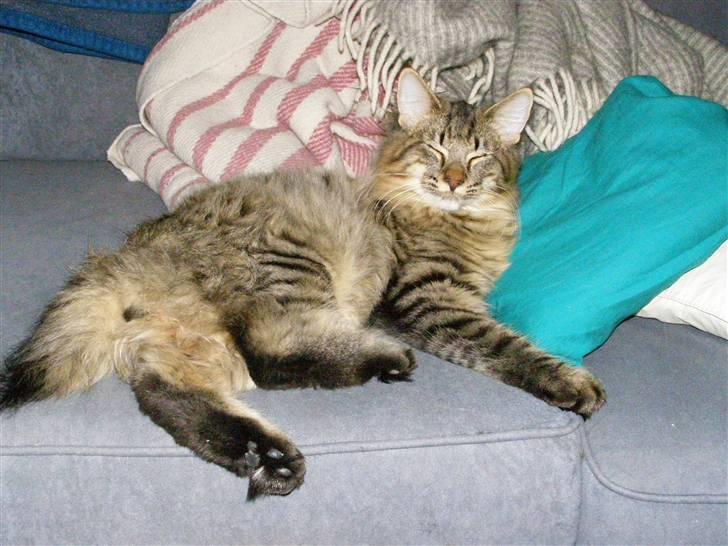 Norsk Skovkat Pelle Haleløs - 17/11 08 billede 12