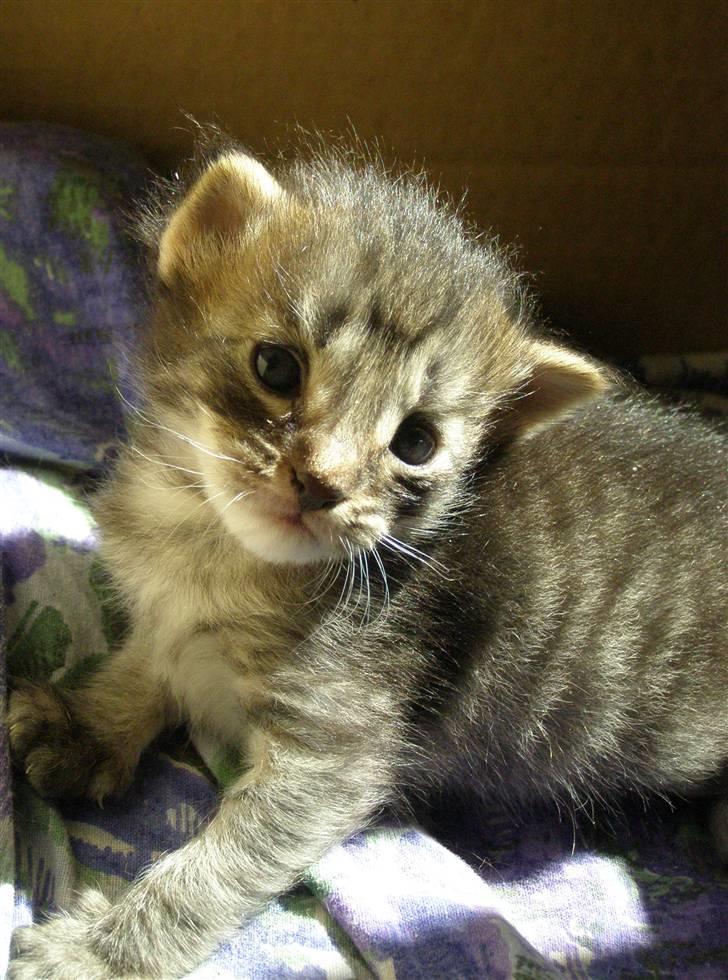 Norsk Skovkat Pelle Haleløs - 2/7 08 billede 13