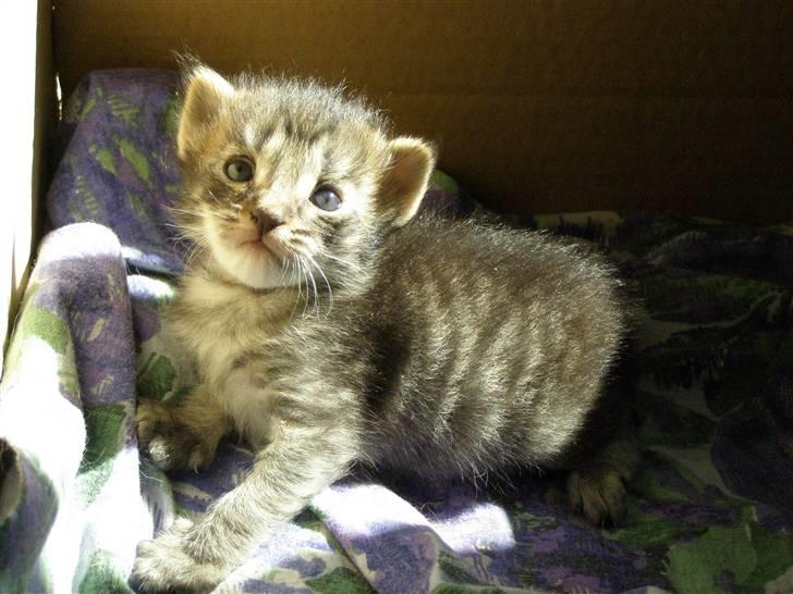 Norsk Skovkat Pelle Haleløs - 2/7 08 billede 14