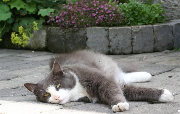 Norsk Skovkat Keld billede 3