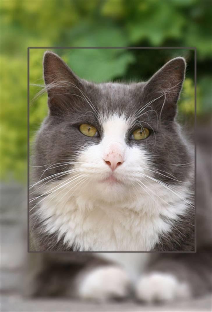 Norsk Skovkat Keld billede 4