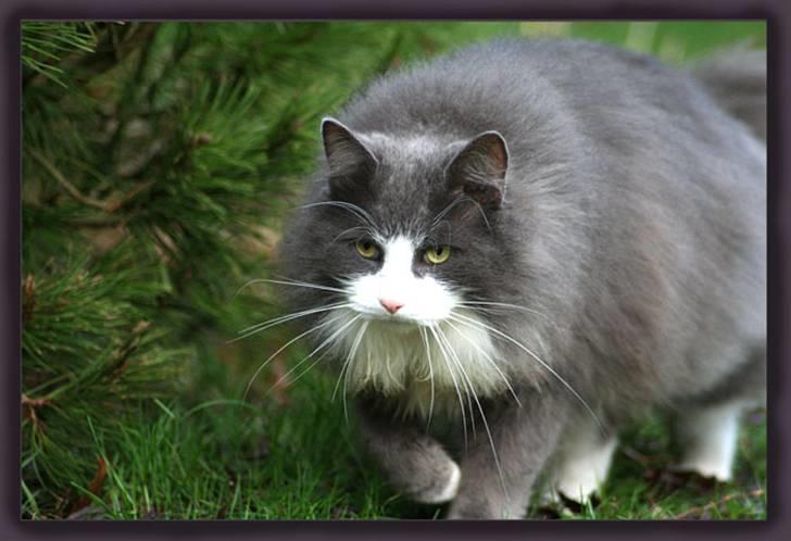 Norsk Skovkat Keld billede 5