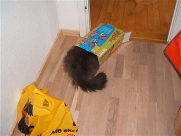 Norsk Skovkat Keld billede 6