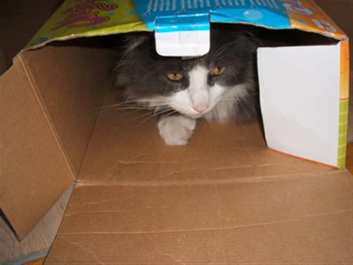 Norsk Skovkat Keld billede 7