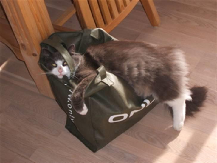 Norsk Skovkat Keld billede 8