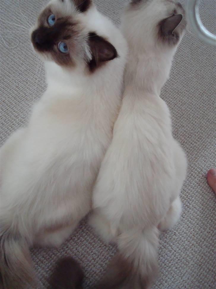 Hellig Birma Silky Sox Prince billede 19