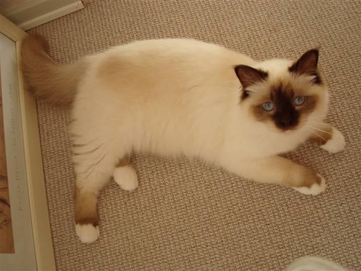 Hellig Birma Silky Sox Prince billede 20