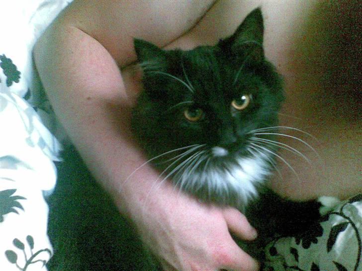 Blanding af racer Samson - putte mis billede 1