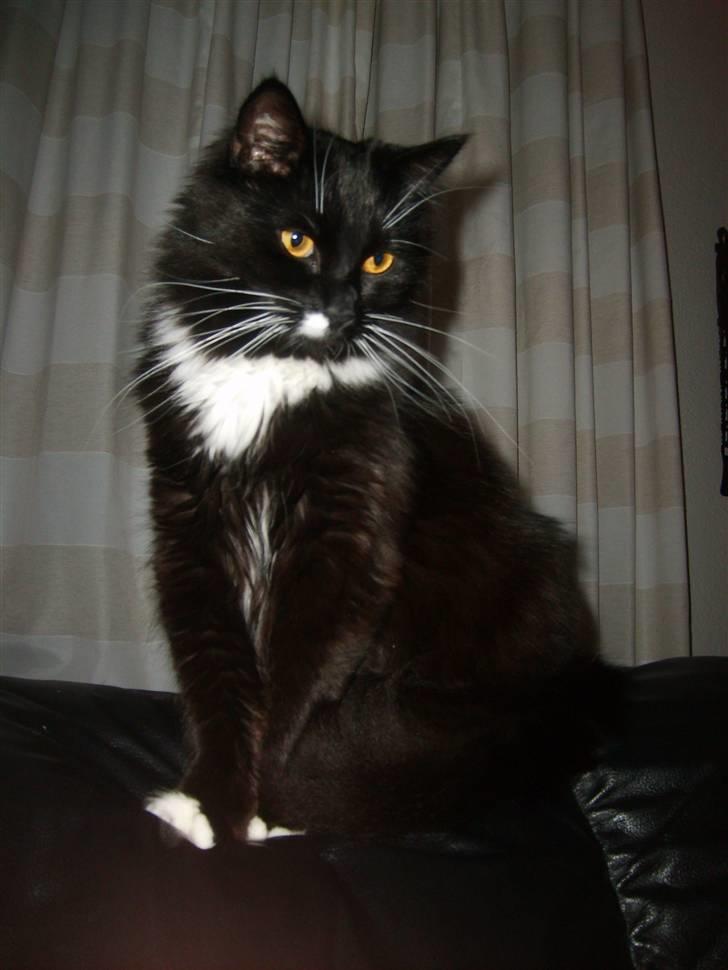 Blanding af racer Samson billede 2