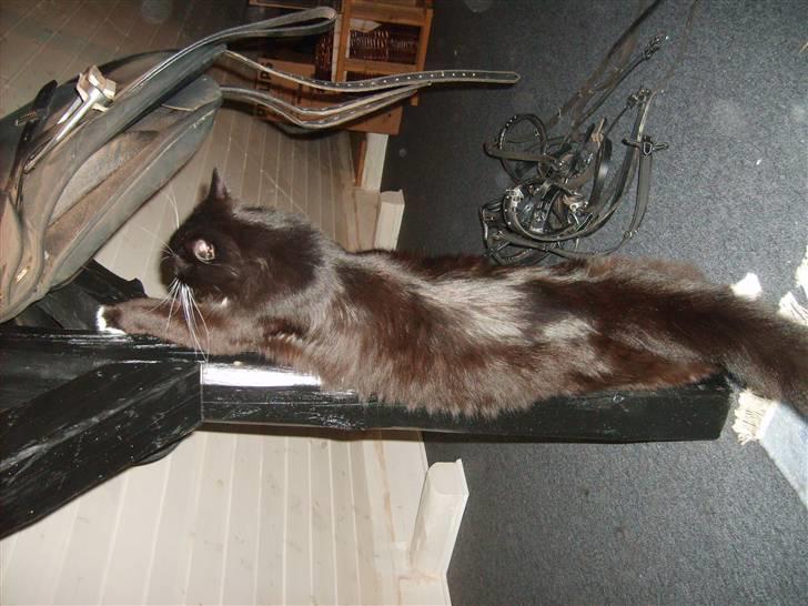 Blanding af racer Samson billede 3