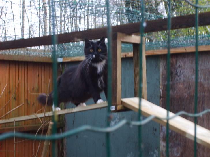 Blanding af racer Samson billede 4