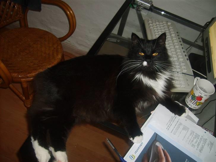 Blanding af racer Samson - han fylder godt på vores computer bord. billede 5