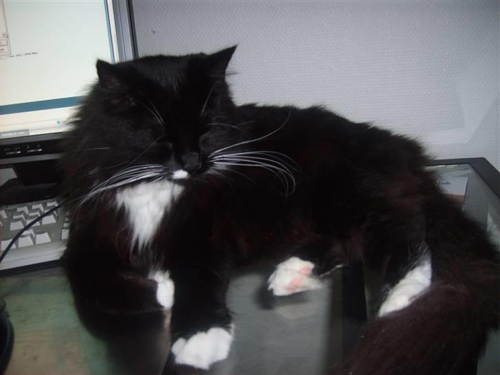 Blanding af racer Samson billede 6