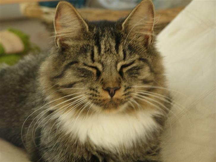 Norsk Skovkat Oskar billede 12