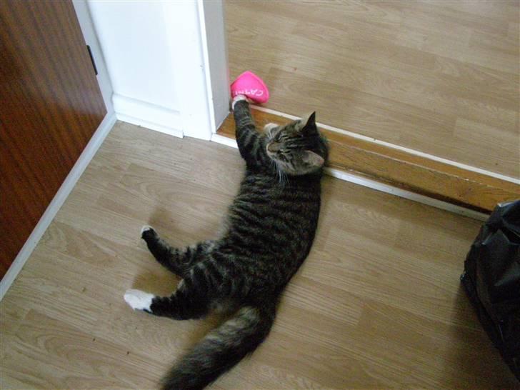 Norsk Skovkat Oskar billede 13