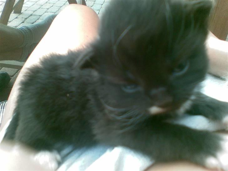 Blanding af racer Samson - samson 9 dage gammel billede 7