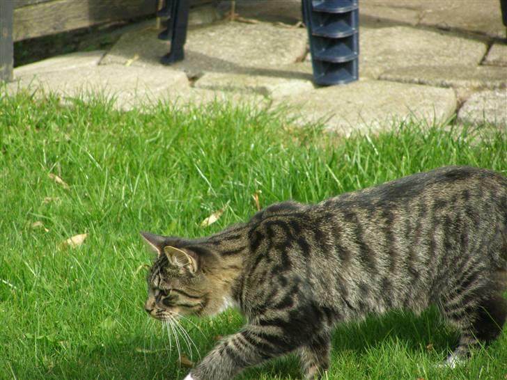 Norsk Skovkat Oskar billede 14