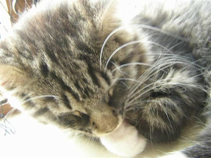 Norsk Skovkat Oskar - Elsker at ligge i vinduet ved mor´s pc  billede 15