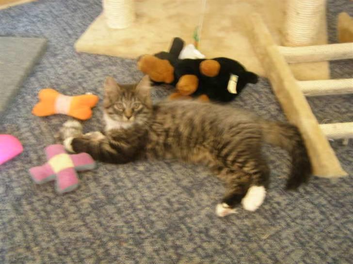 Norsk Skovkat Oskar billede 16