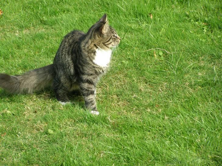 Norsk Skovkat Oskar billede 17