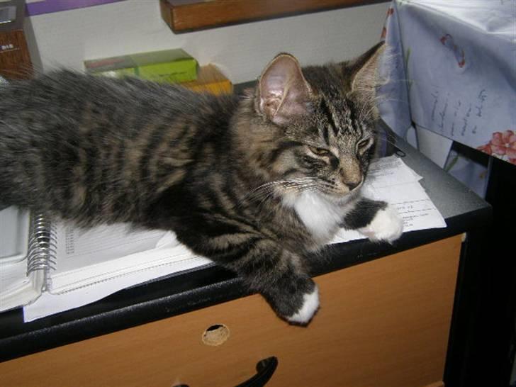 Norsk Skovkat Oskar - tager lige en slapper oven på mor´s papir  billede 18