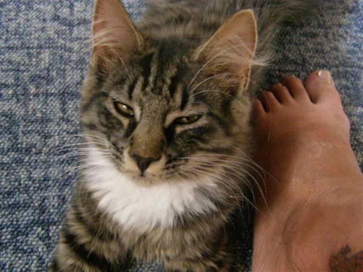 Norsk Skovkat Oskar billede 19