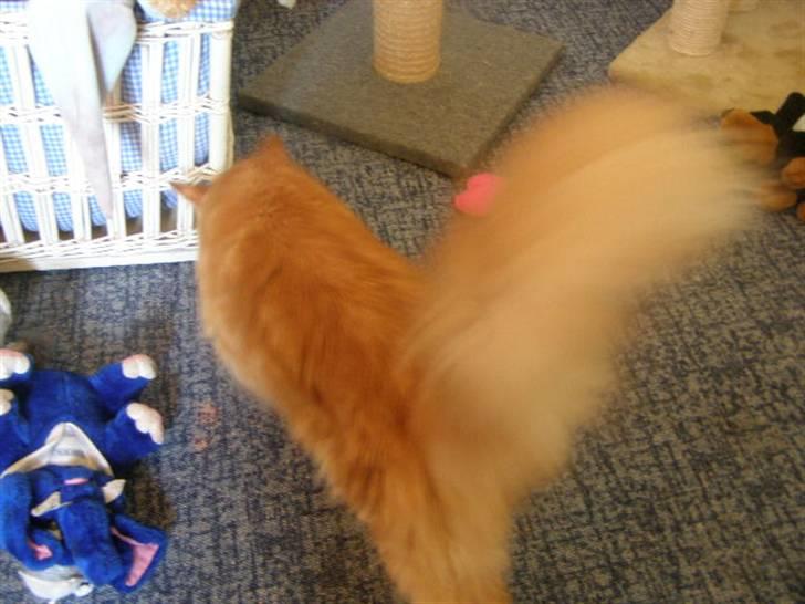 Maine Coon Balou - Ha ha jeg er hurtiger end dig :-) billede 17