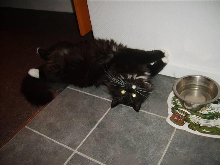 Blanding af racer Samson - hvis jeg nu charmer lidt kan det være jeg får mere mad billede 8