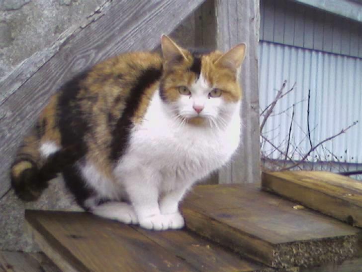 Huskat Frida billede 1