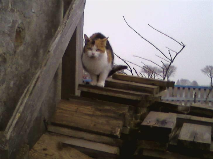 Huskat Frida billede 2