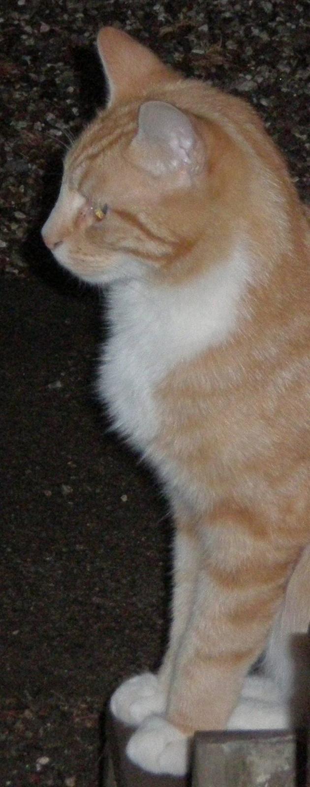 Huskat Elmer billede 10