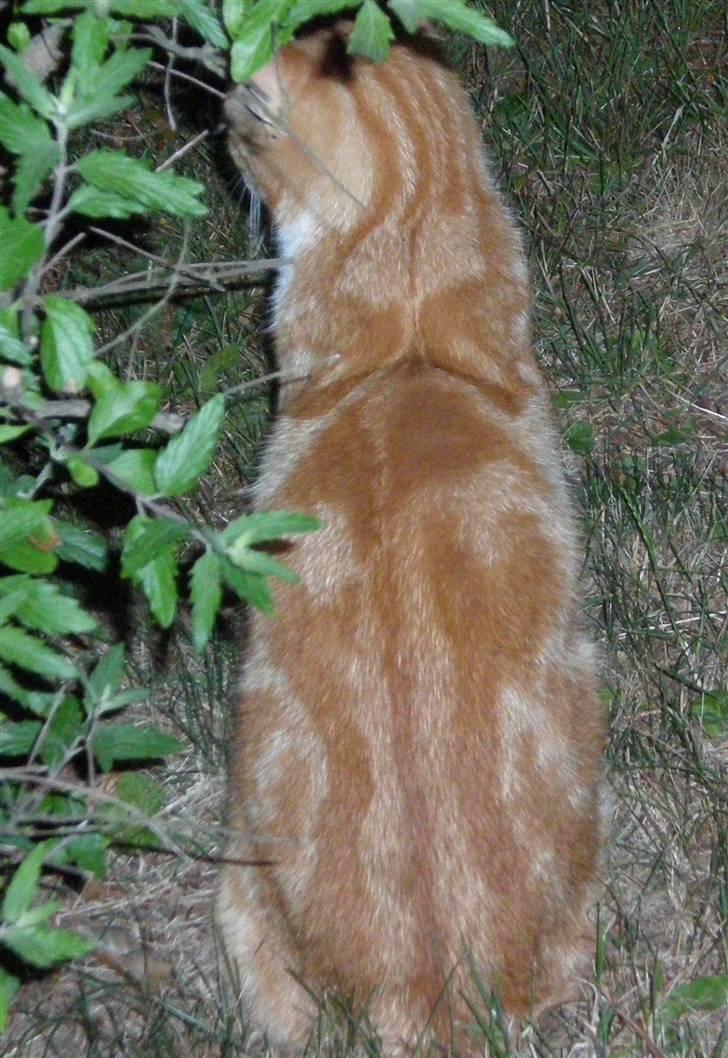 Huskat Elmer billede 11