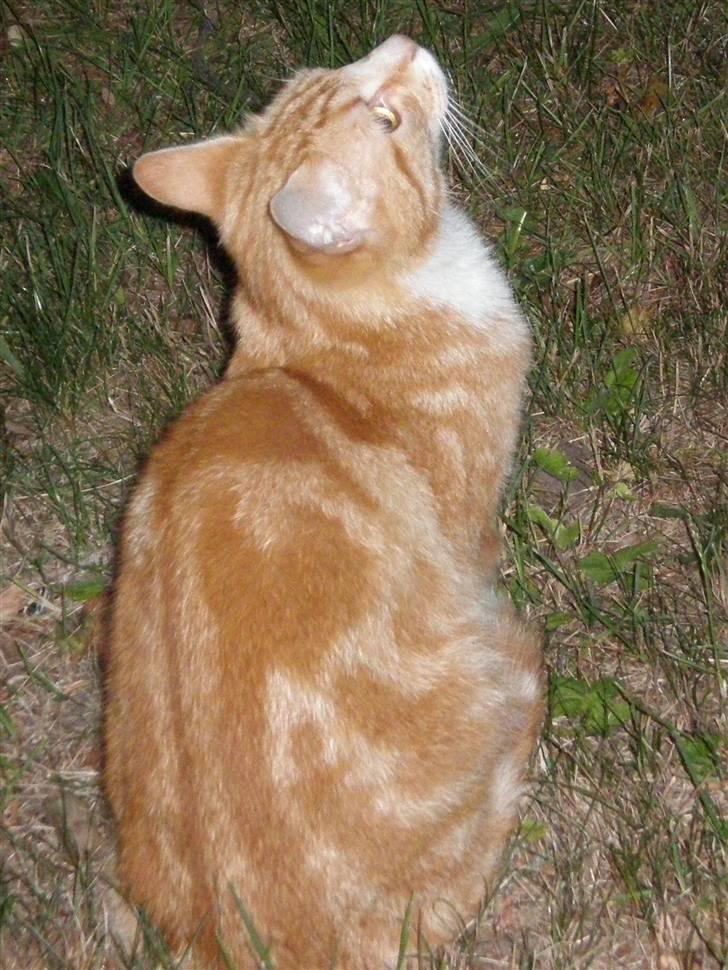 Huskat Elmer billede 12