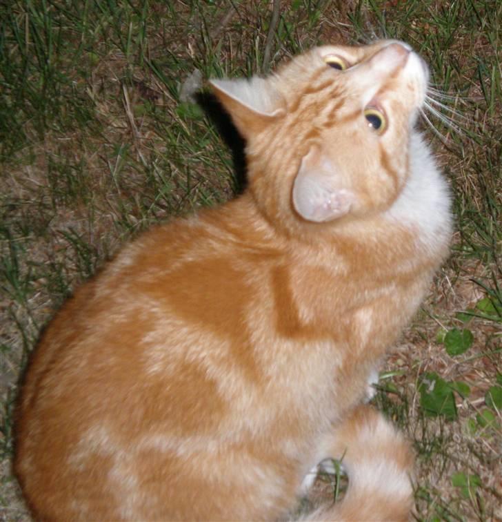 Huskat Elmer billede 13