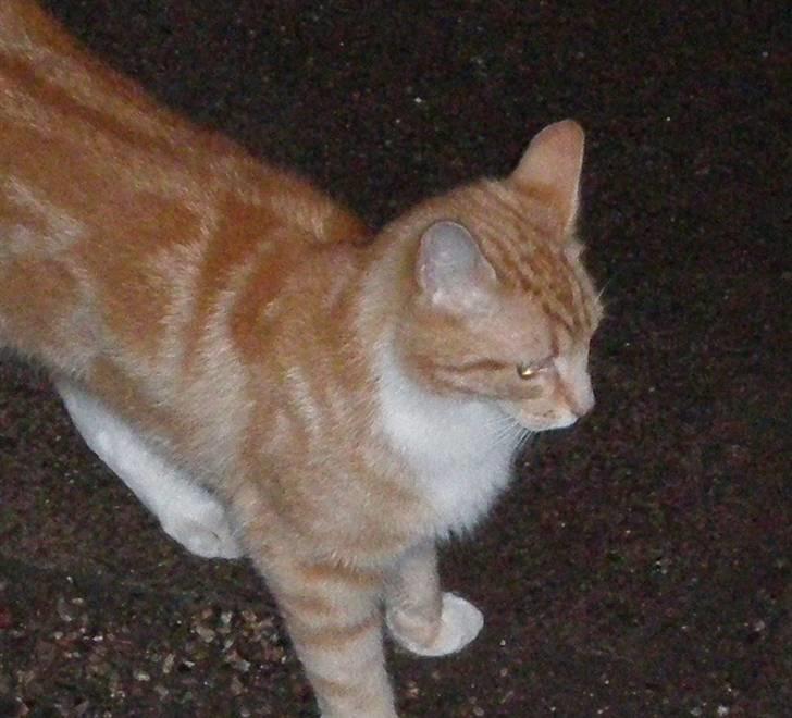 Huskat Elmer billede 14