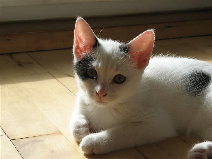 Huskat Micha - Killing billede 1