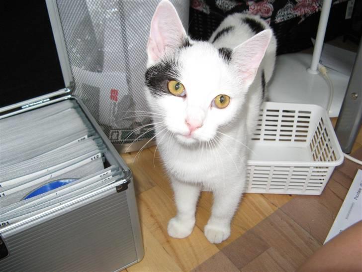 Huskat Micha billede 2