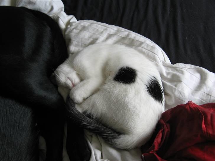 Huskat Micha billede 3