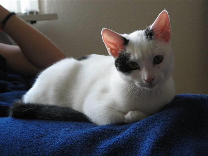 Huskat Micha billede 4