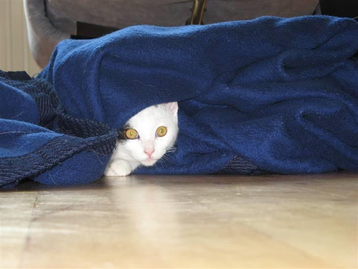 Huskat Micha billede 5