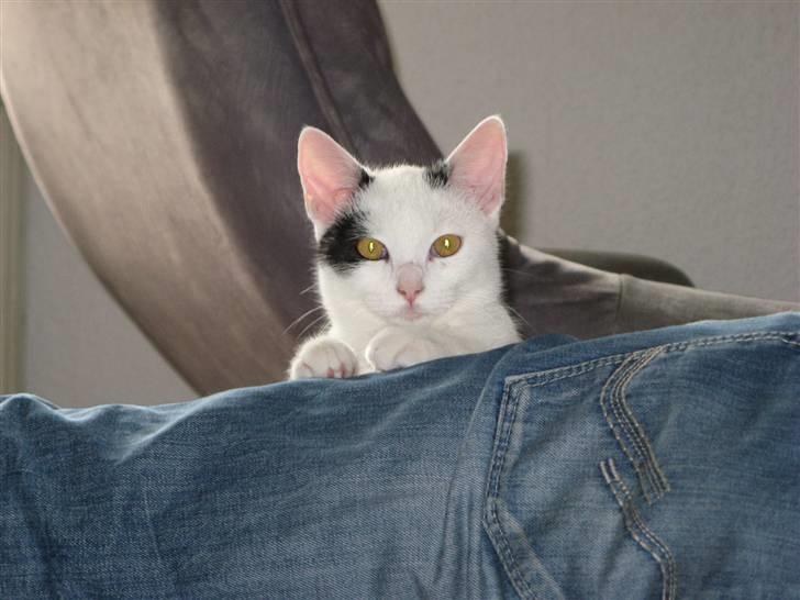 Huskat Micha billede 6