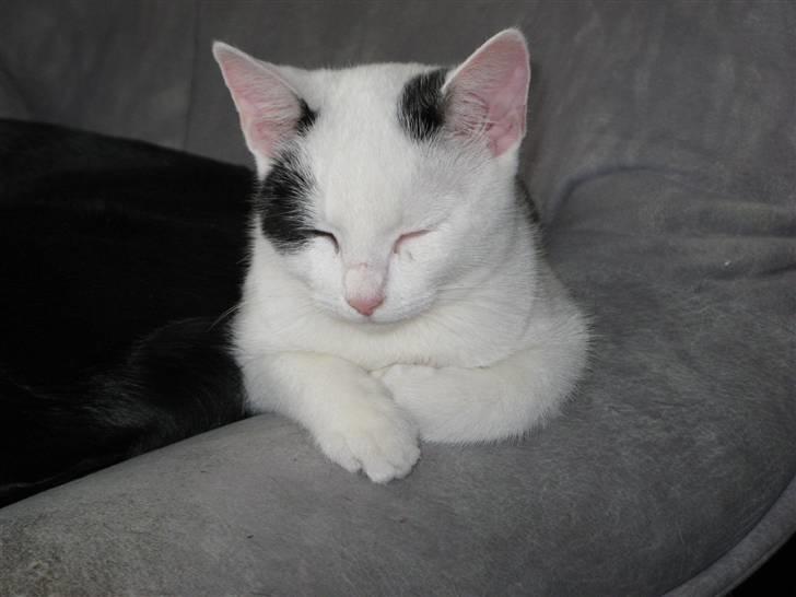 Huskat Micha billede 7