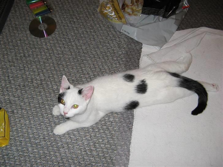 Huskat Micha billede 8