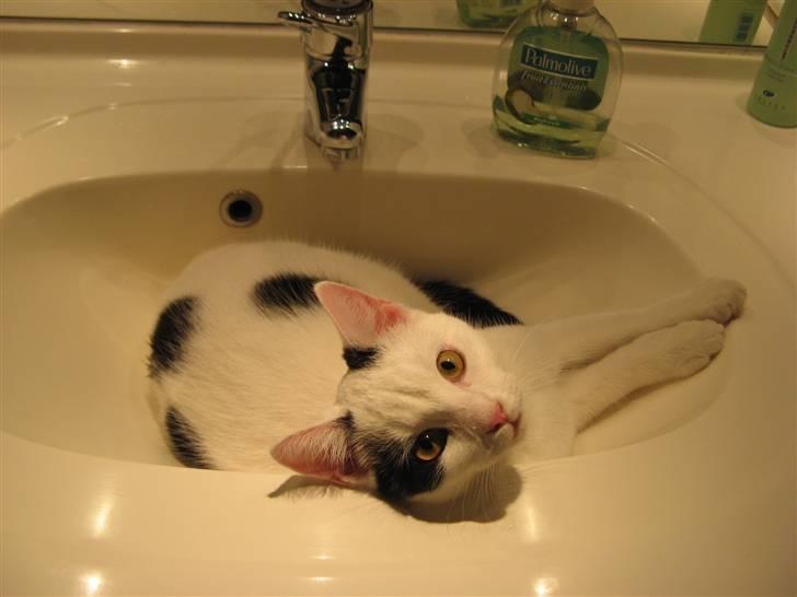 Huskat Micha billede 9