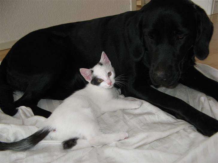 Huskat Micha billede 10